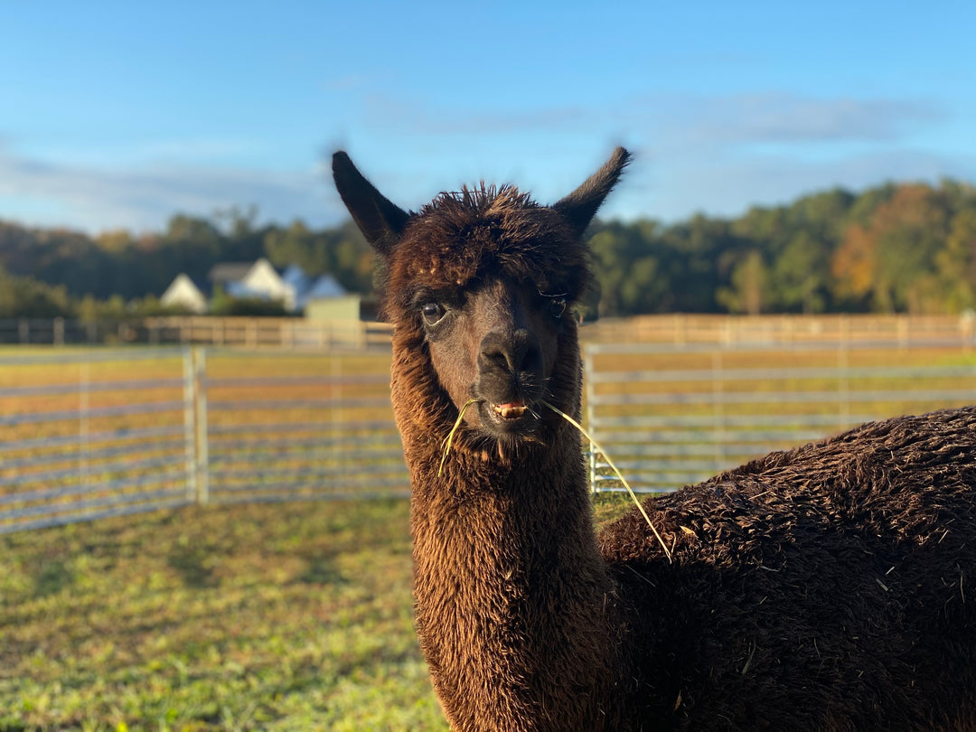 Alpacas Sponsorship