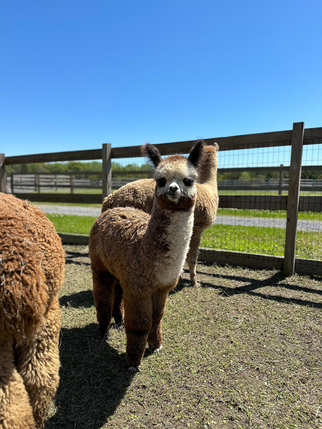 Alpacas Sponsorship
