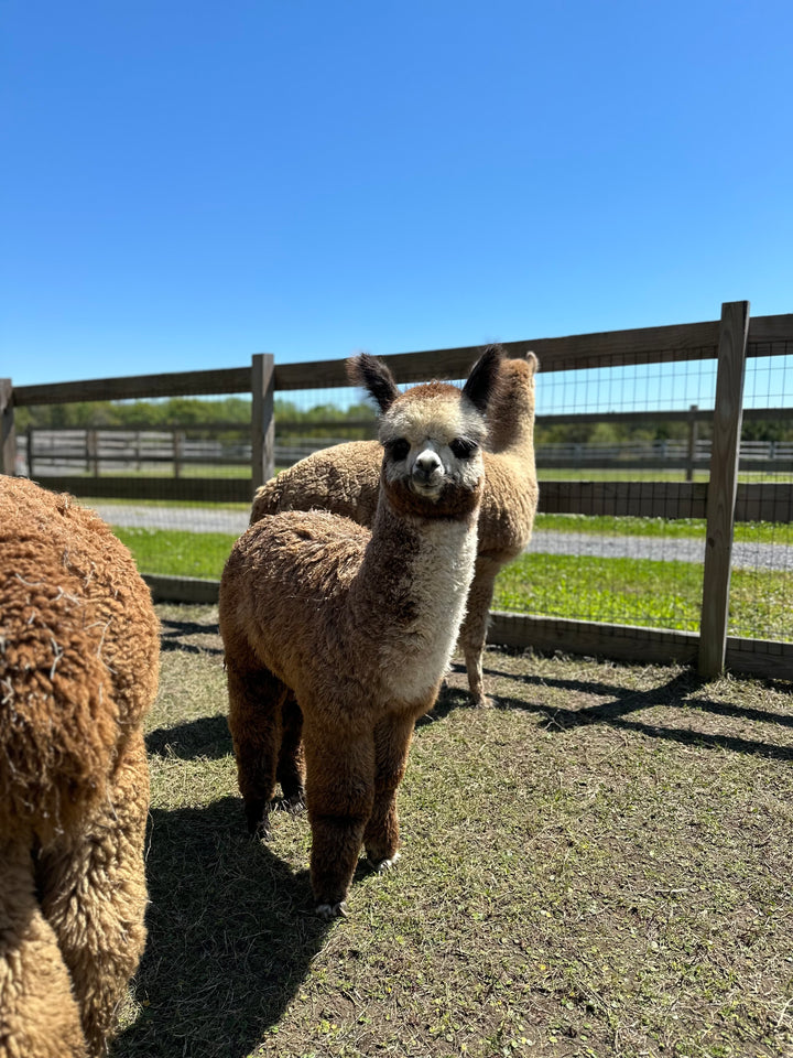 Alpacas Sponsorship