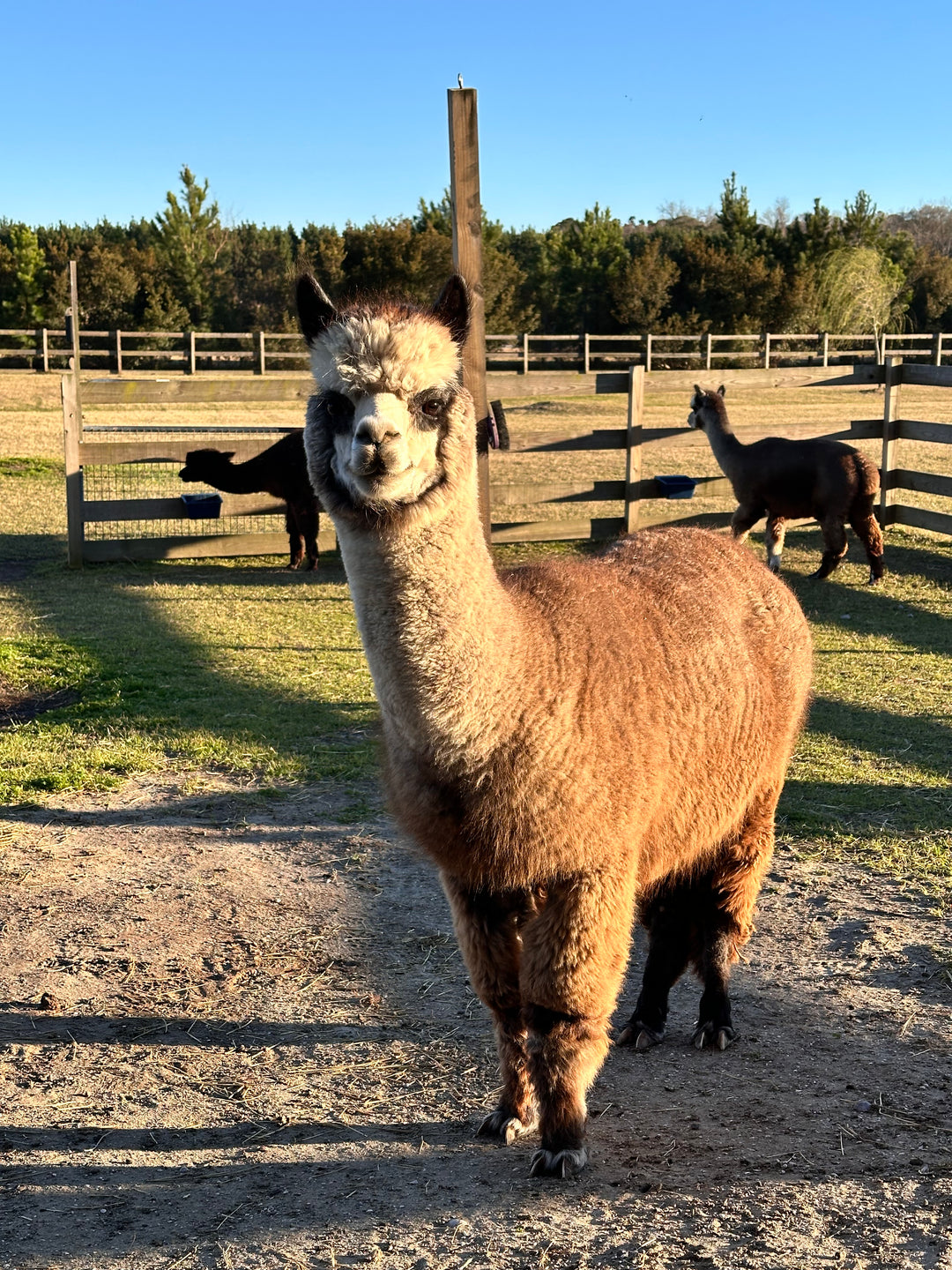 Alpacas Sponsorship