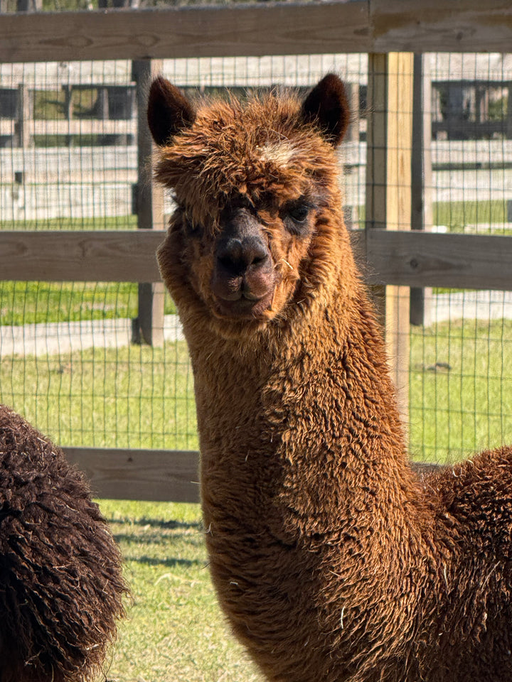 Alpacas Sponsorship