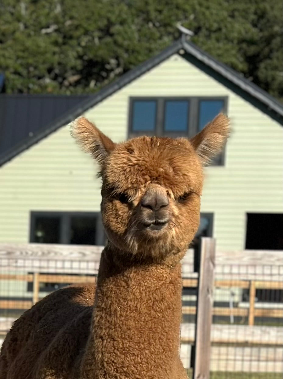 Alpacas Sponsorship