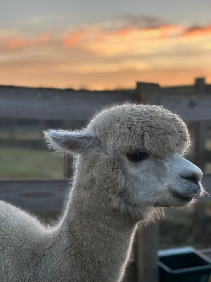 Alpacas Sponsorship