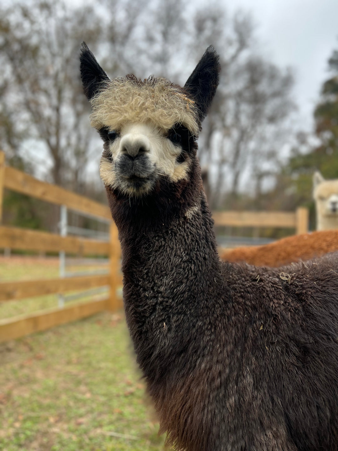 Alpacas Sponsorship