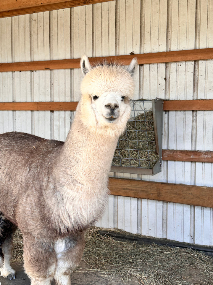 Alpacas Sponsorship