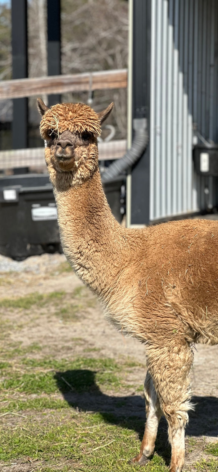 Alpacas Sponsorship