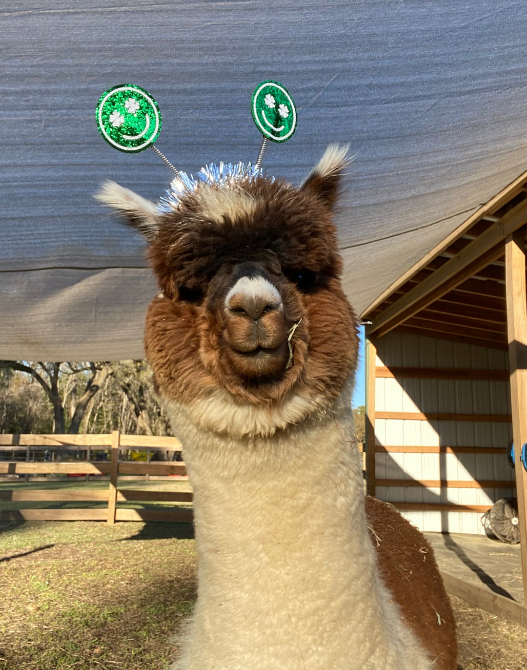 Alpacas Sponsorship
