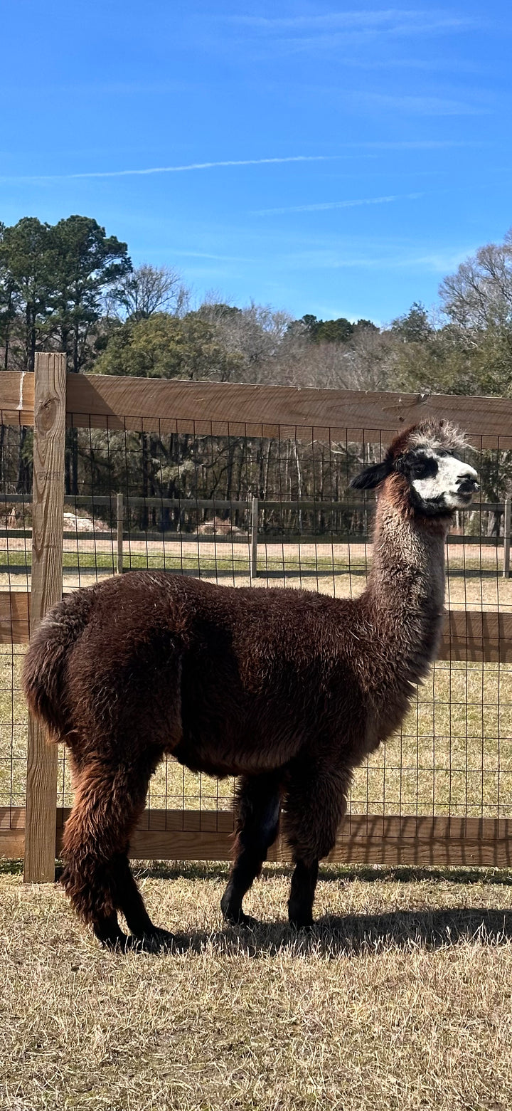 Alpacas Sponsorship