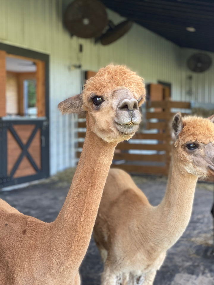 Alpacas Sponsorship