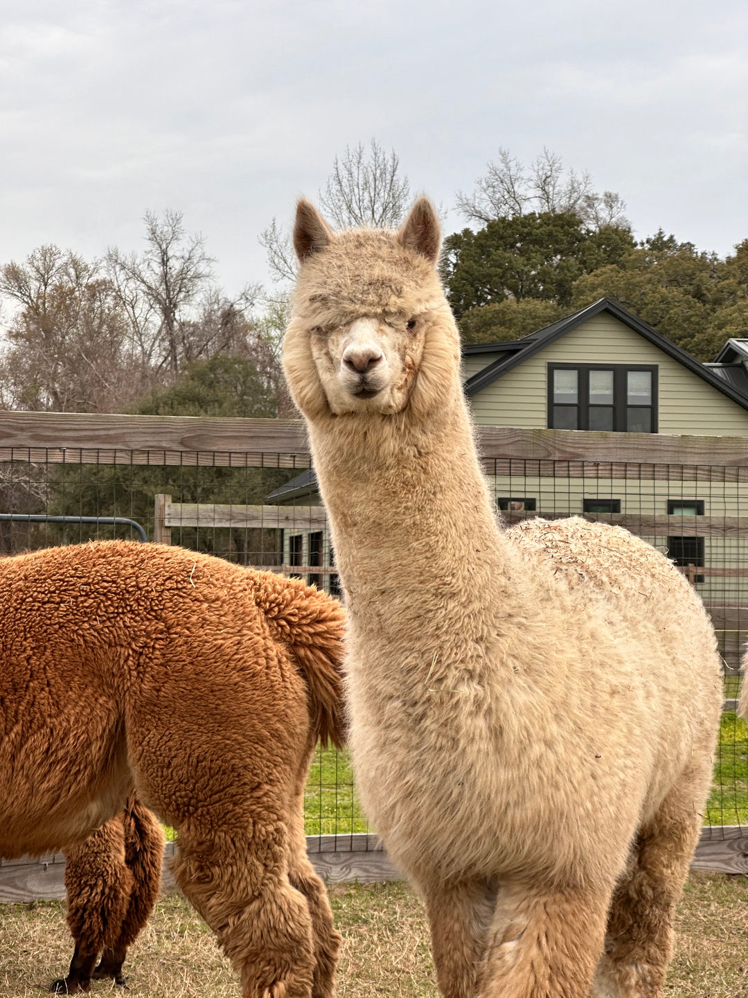 Alpacas Sponsorship