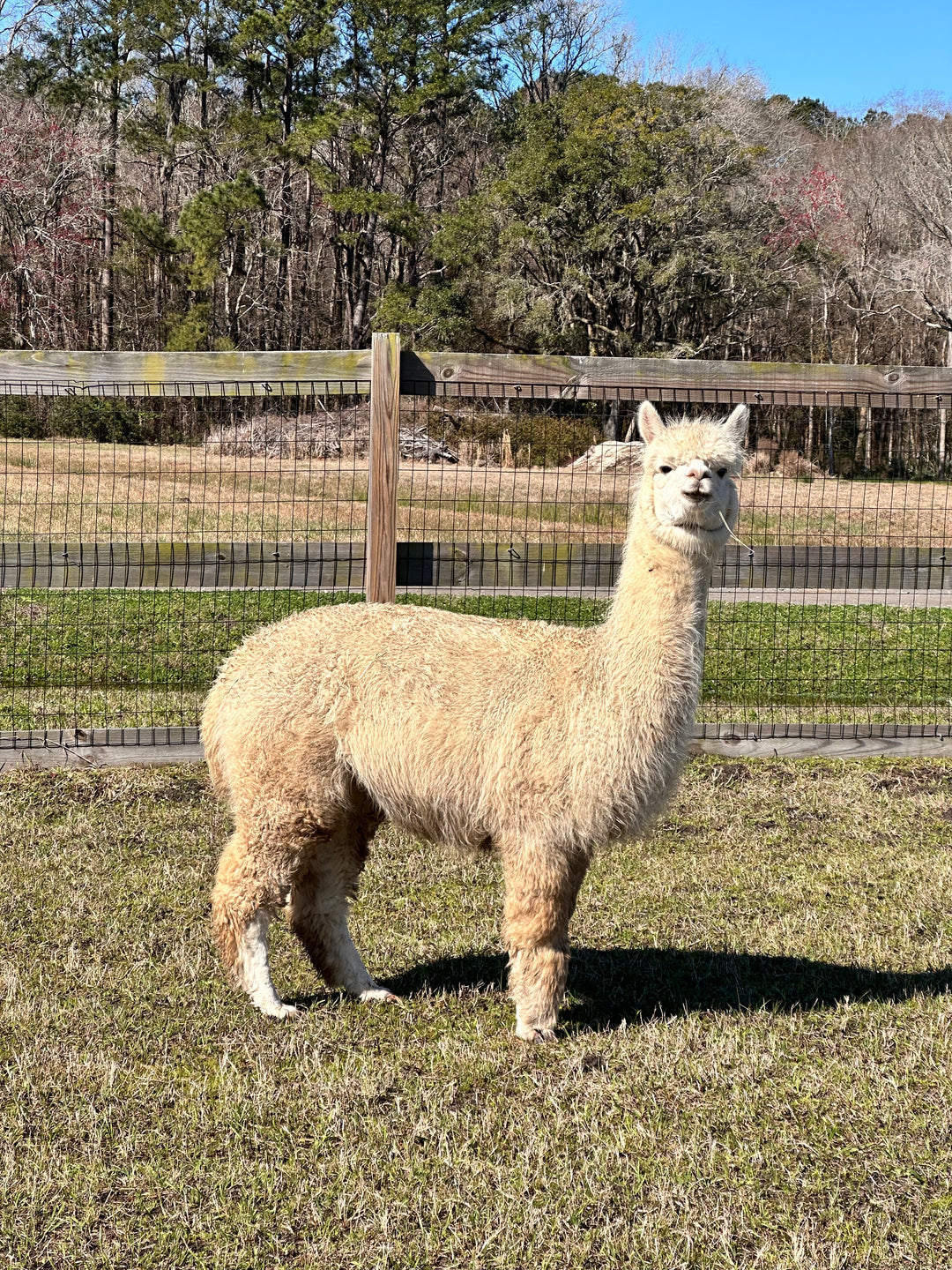 Alpacas Sponsorship