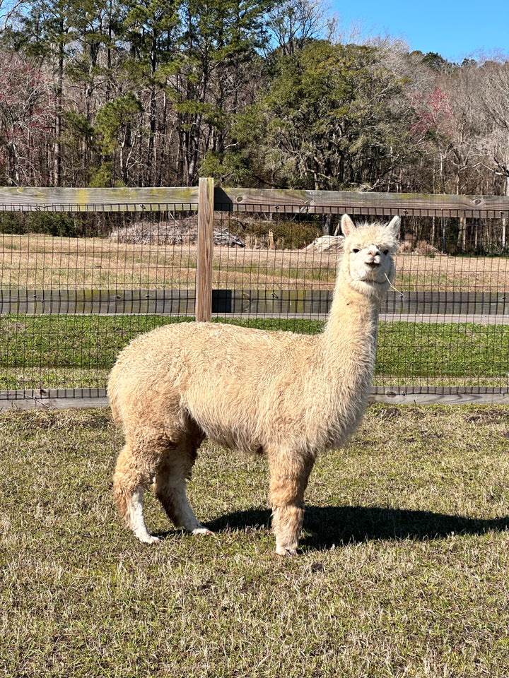 Alpacas Sponsorship