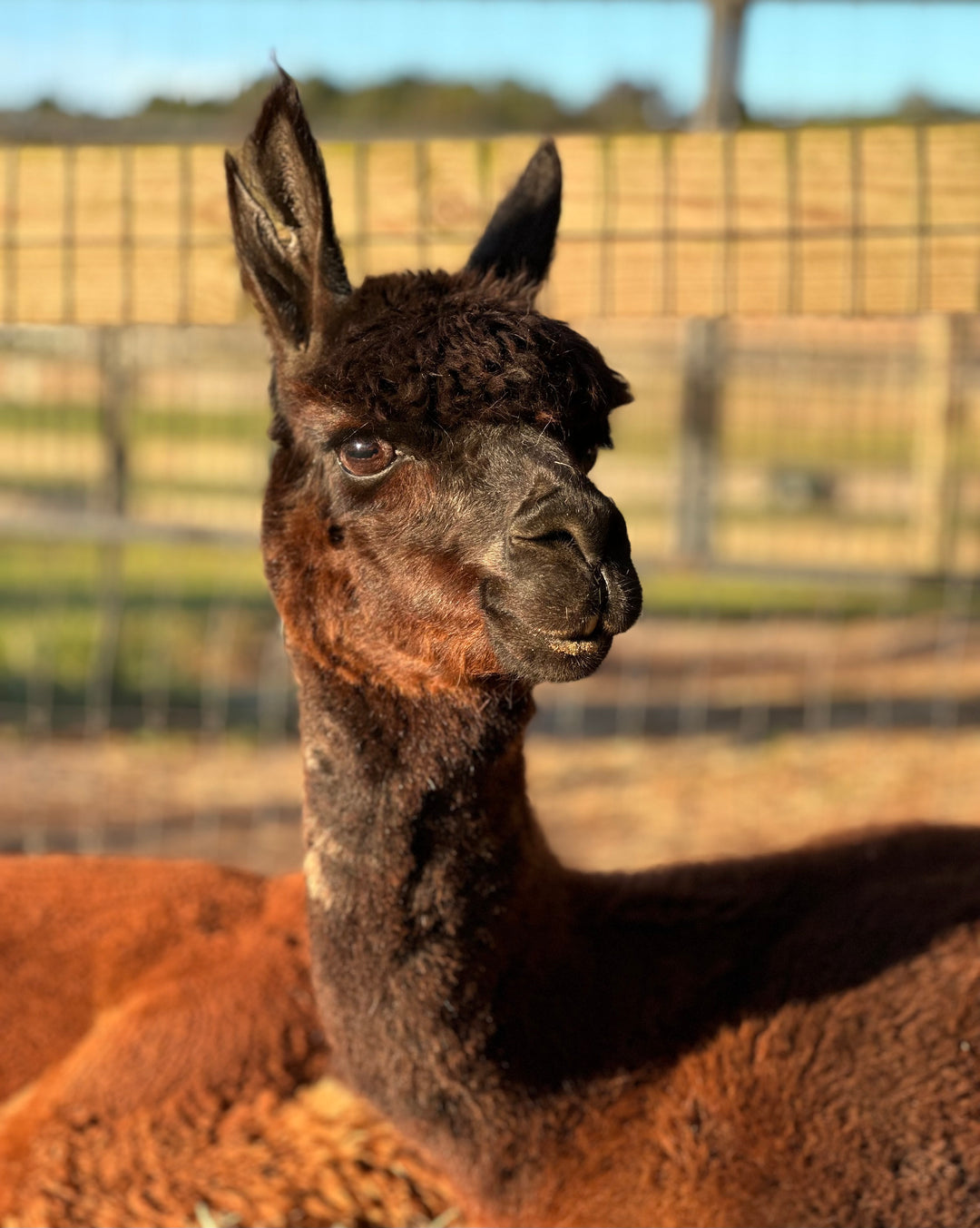 Alpacas Sponsorship