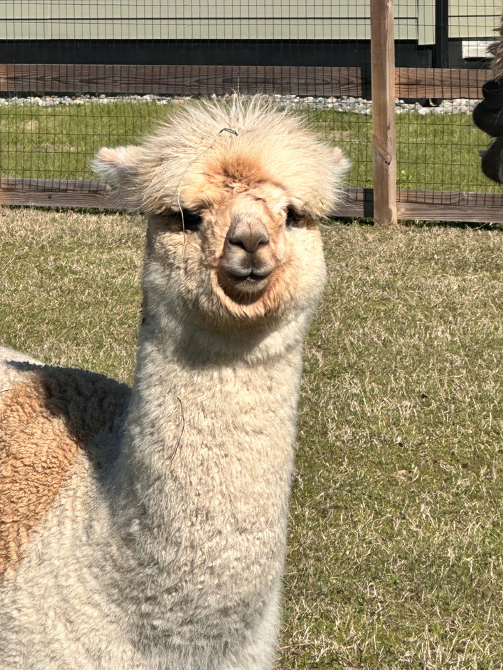 Alpacas Sponsorship