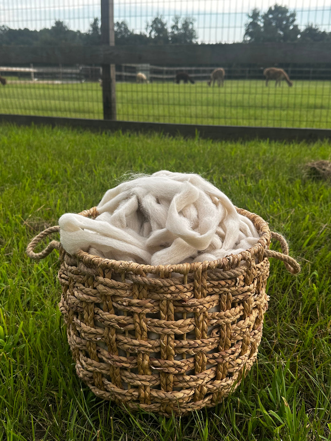 2026 Alpaca Roving