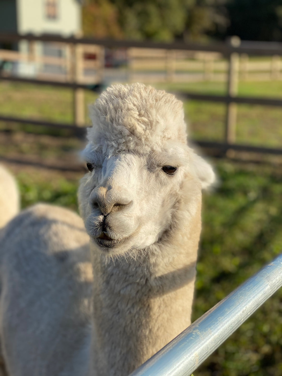 Alpacas Sponsorship