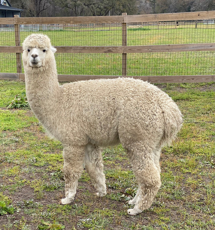 Alpaca Farm Stickers