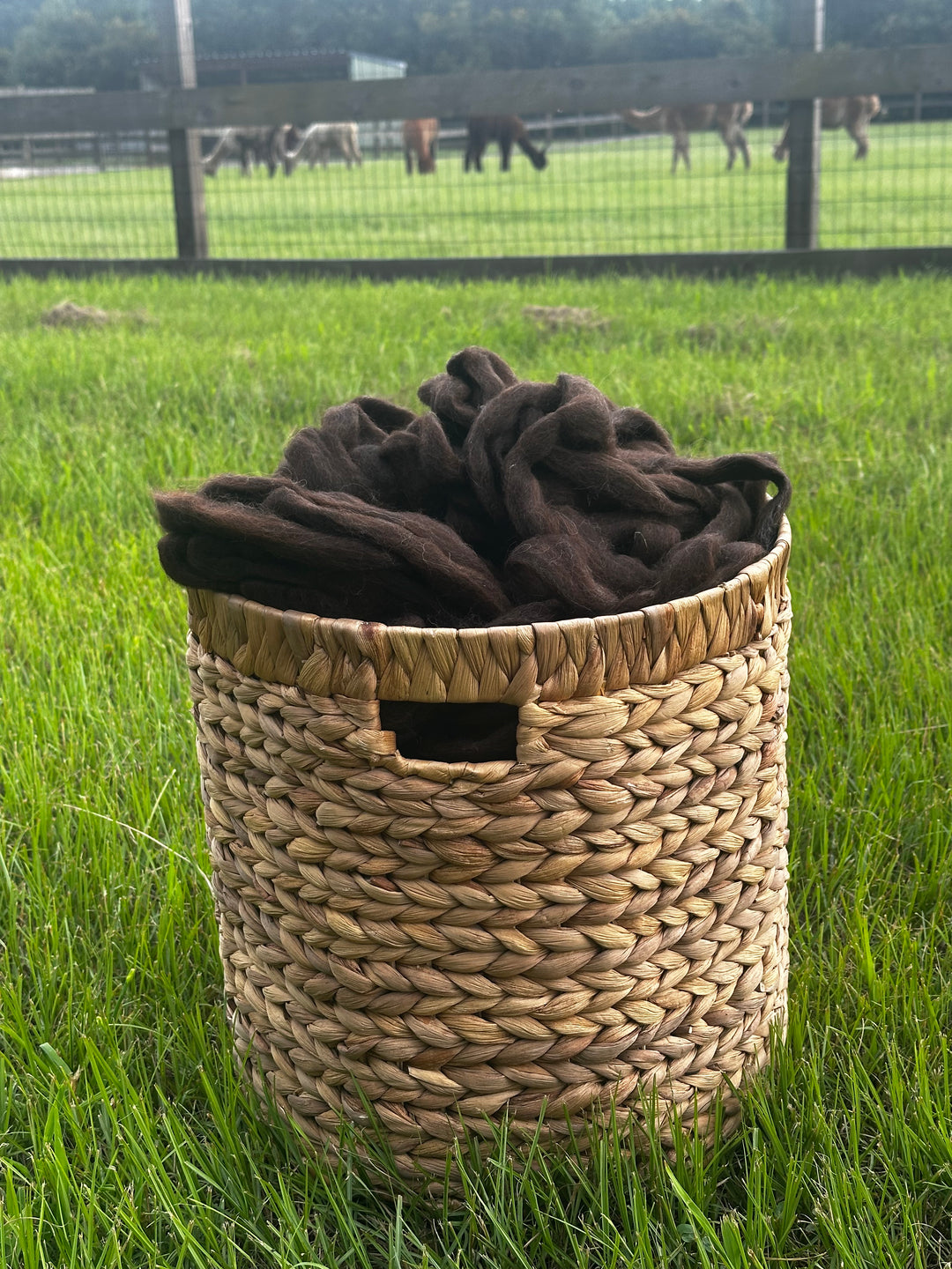 2026 Alpaca Roving