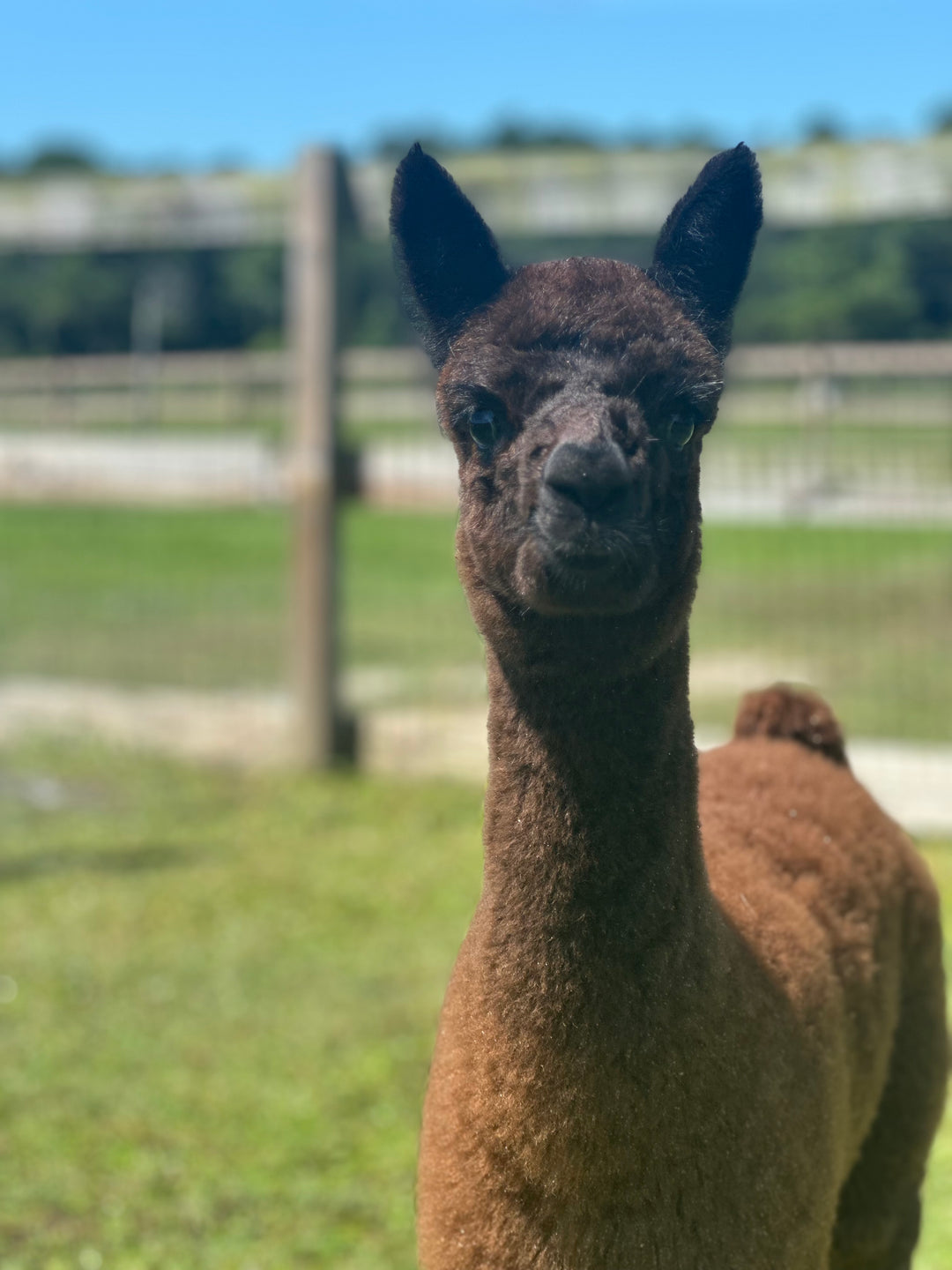 Alpacas Sponsorship