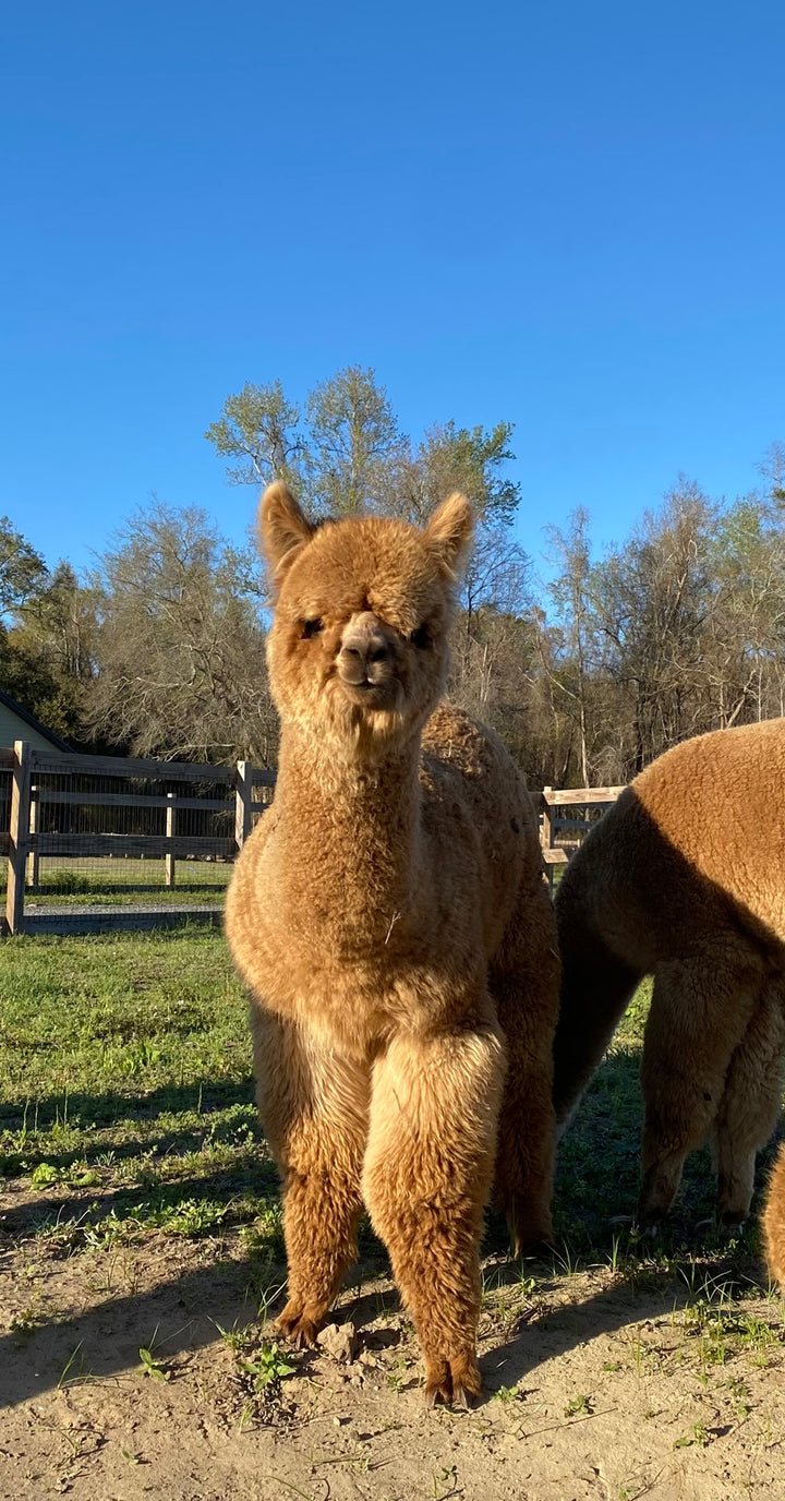 Alpaca Farm Stickers