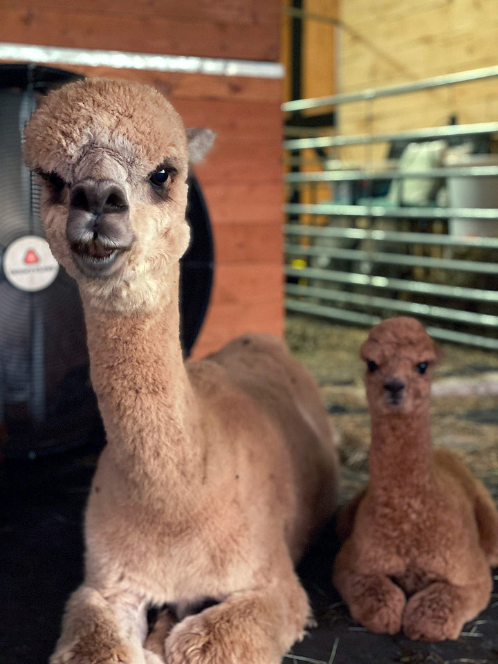 Alpaca Farm Stickers