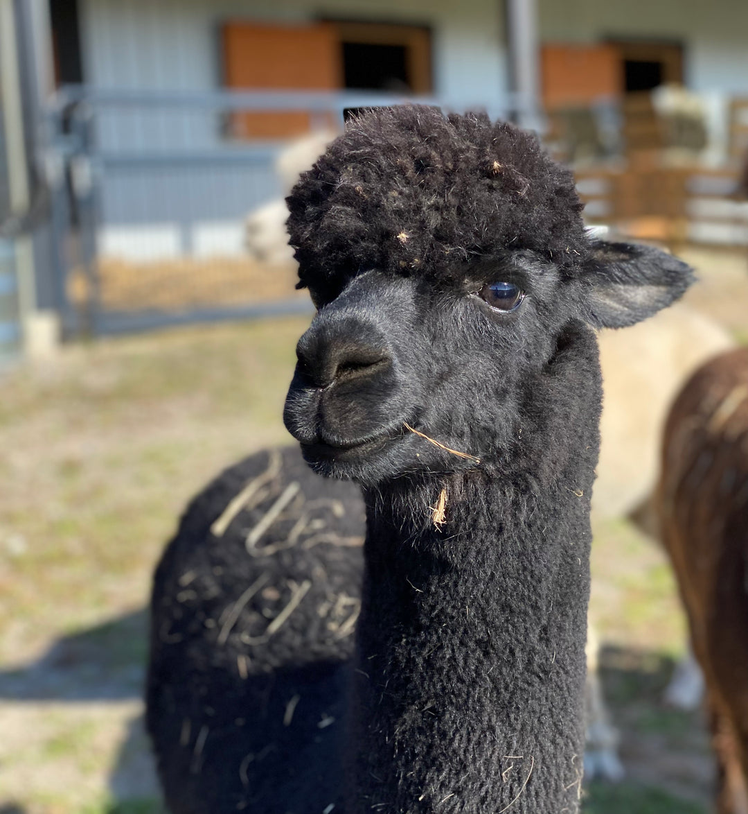 Alpacas Sponsorship