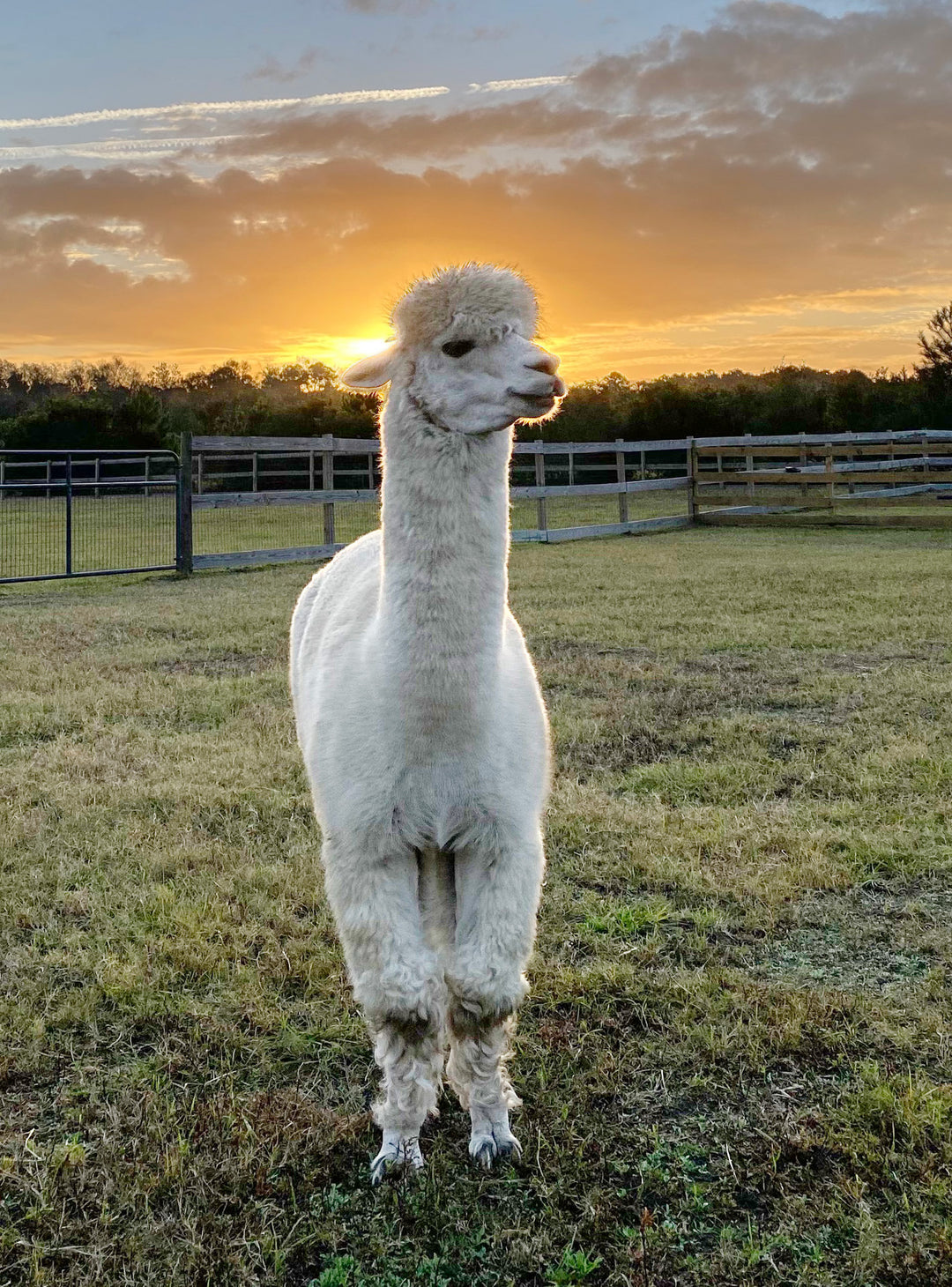 Alpaca Farm Stickers