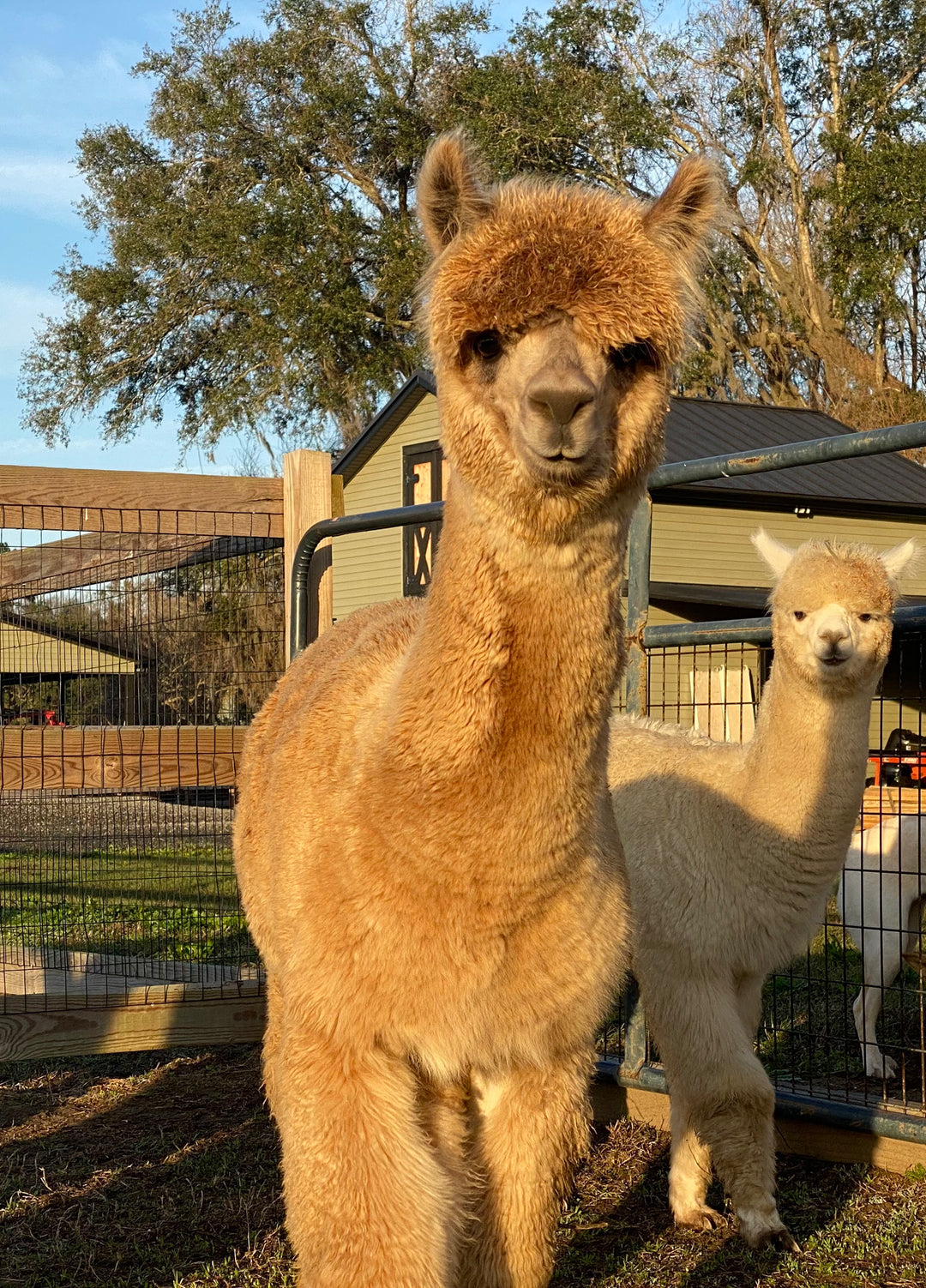 Alpaca Farm Stickers