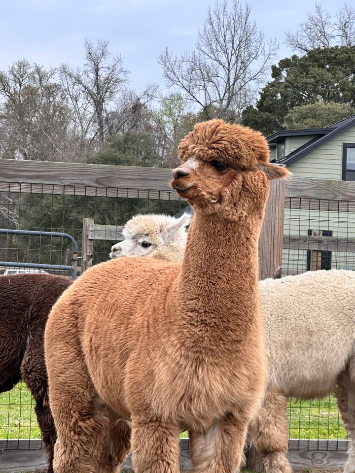 The Welcome Wagon - the farm's ambassador.