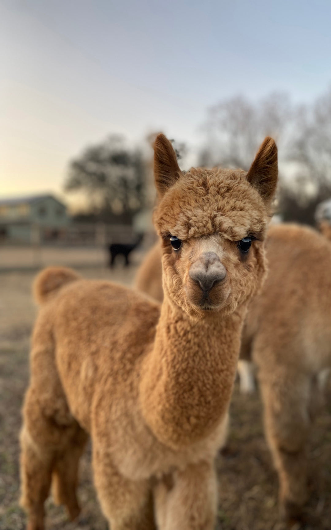 Alpaca Farm Stickers