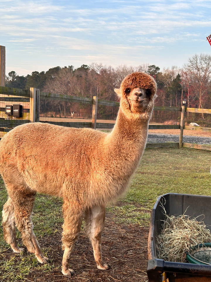 Alpacas Sponsorship