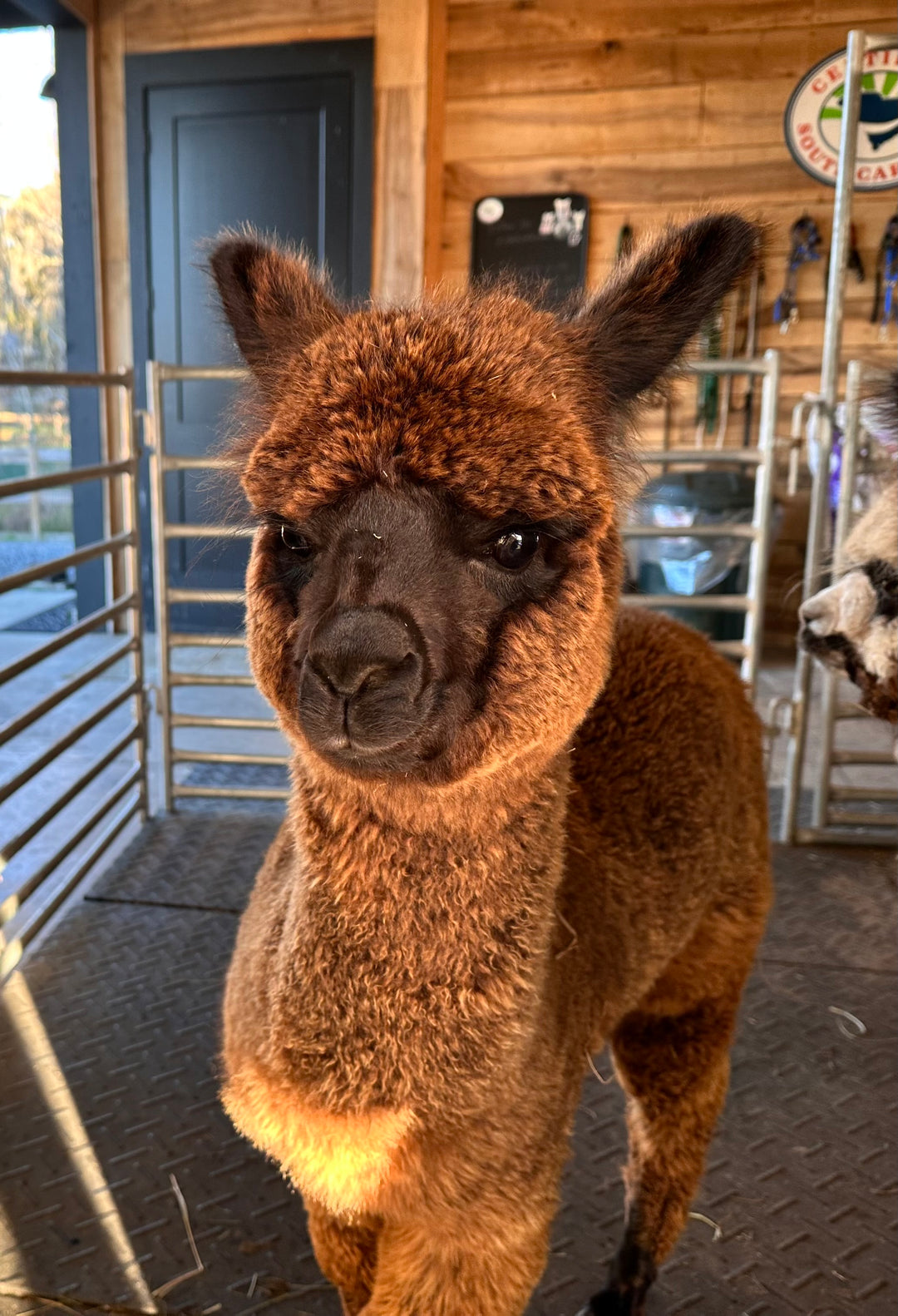 Alpacas Sponsorship