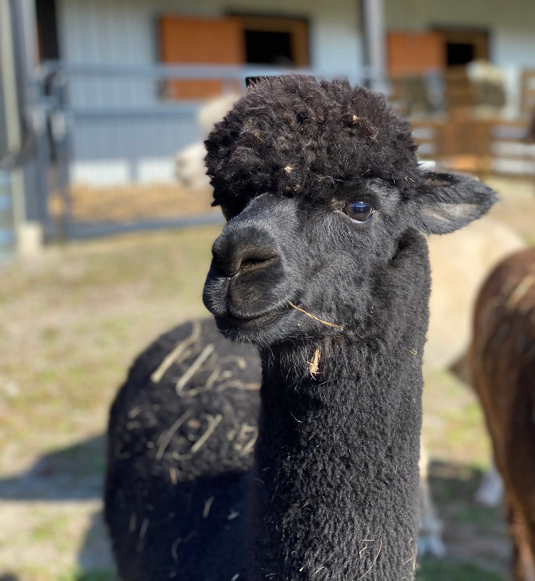 Alpaca Farm Stickers