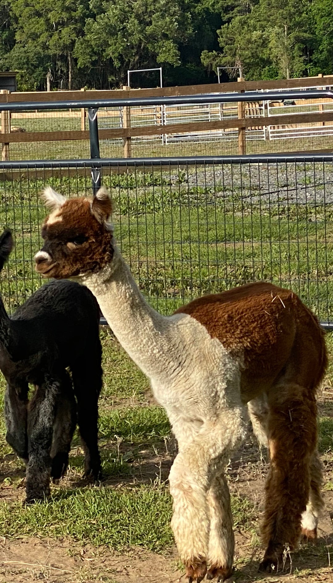 Alpaca Farm Stickers