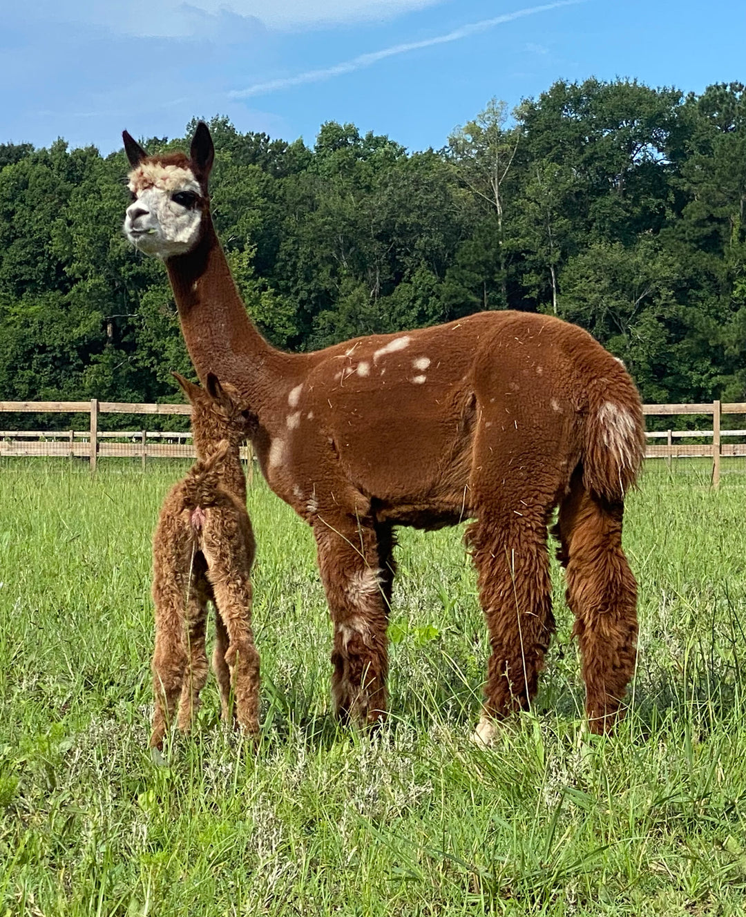 Alpaca Farm Stickers