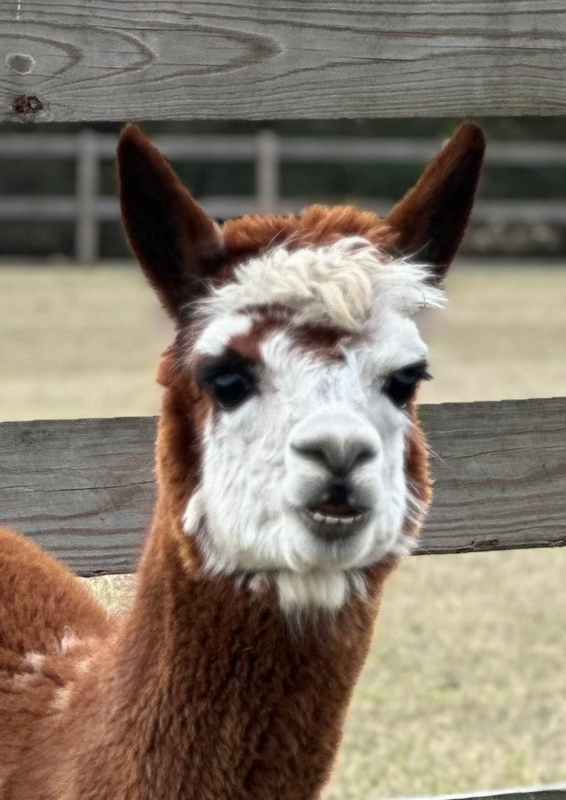 Dark Rose Grey Female - Mother to Dolly and Ruby Blue