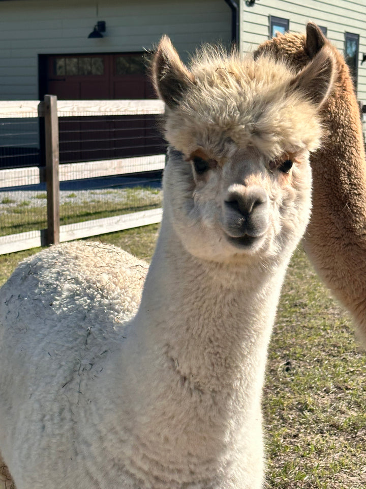 Cutest little redhead