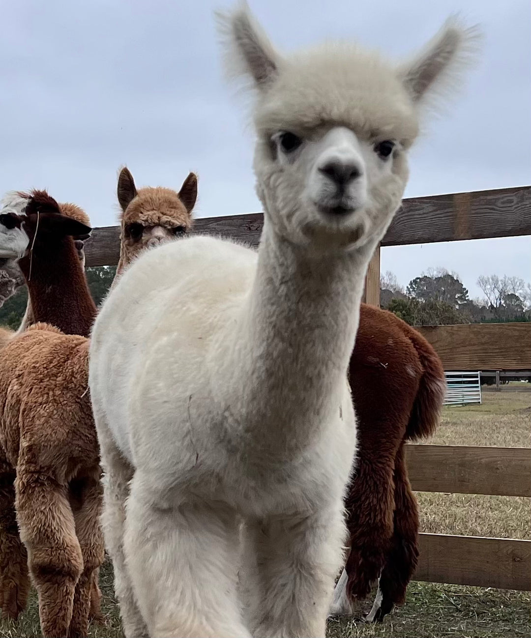 Alpaca Farm Stickers