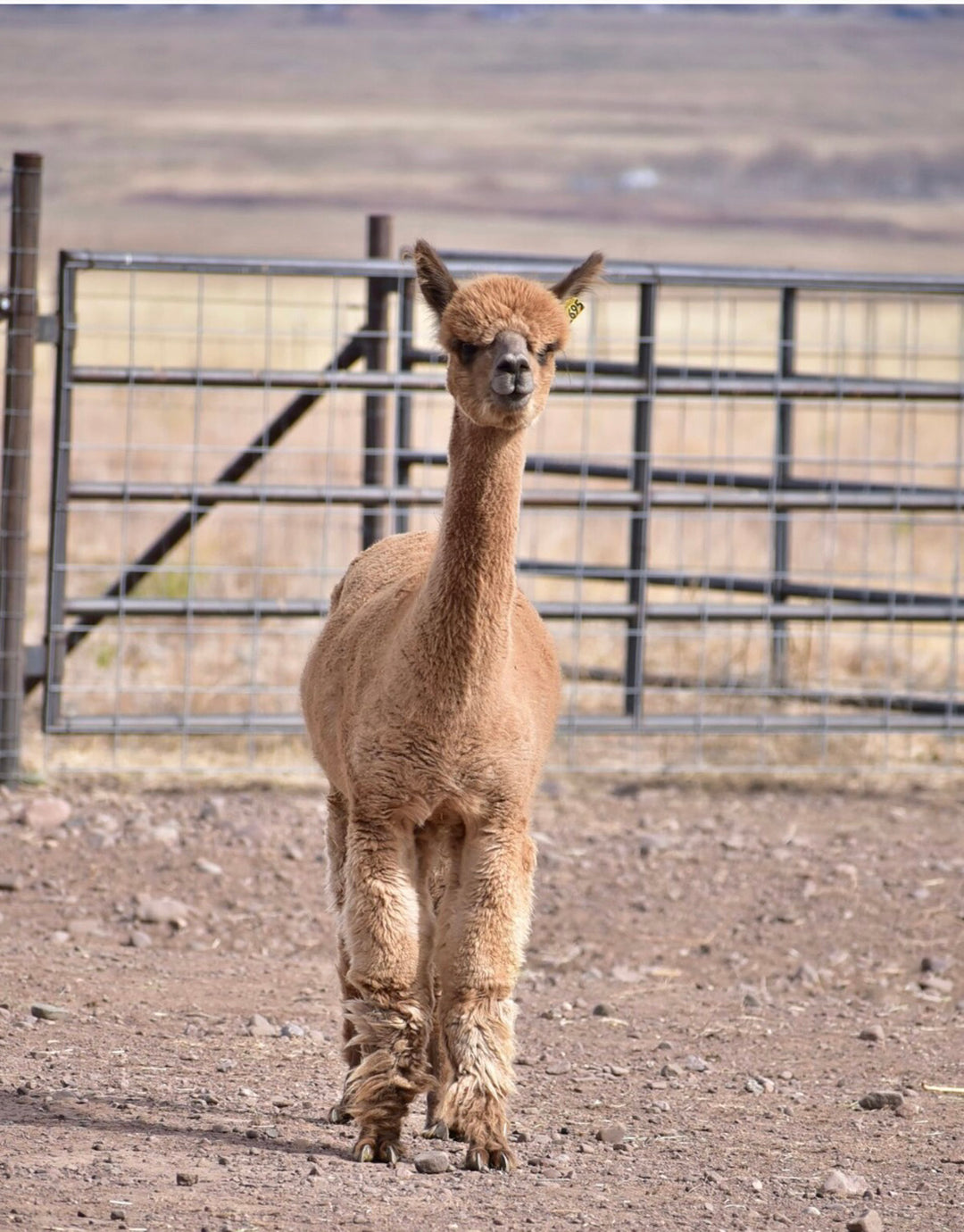 Alpaca Farm Stickers